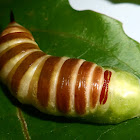 Pupa - Riscus Hawkmoth