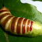 Pupa - Riscus Hawkmoth