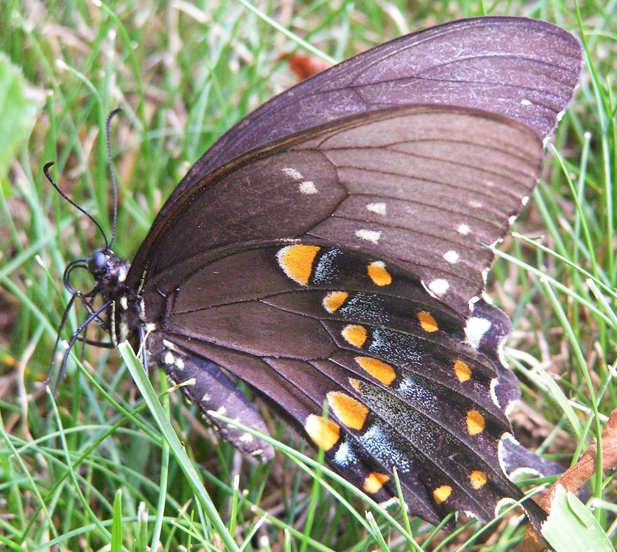 Spicebush Swallowtail