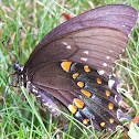 Spicebush Swallowtail