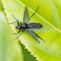 Wild Black Fly