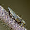 Leafhopper