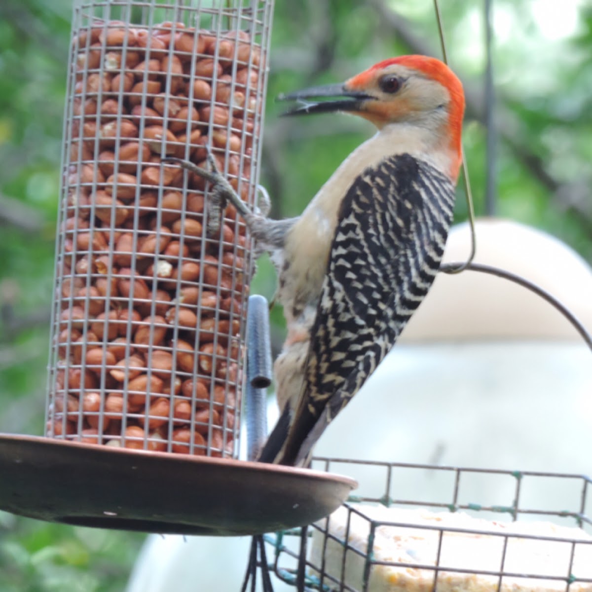 Red-bellied Woodpecker