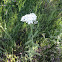 Yarrow