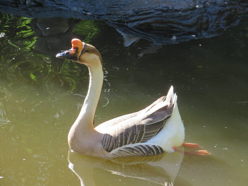 Birds in South Africa 2017