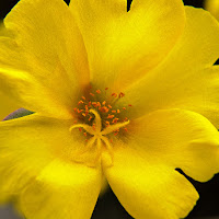 yellow flower di 