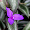 Inchplant, Wandering Jew