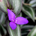 Inchplant, Wandering Jew