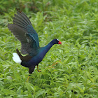 Purple Gallinule