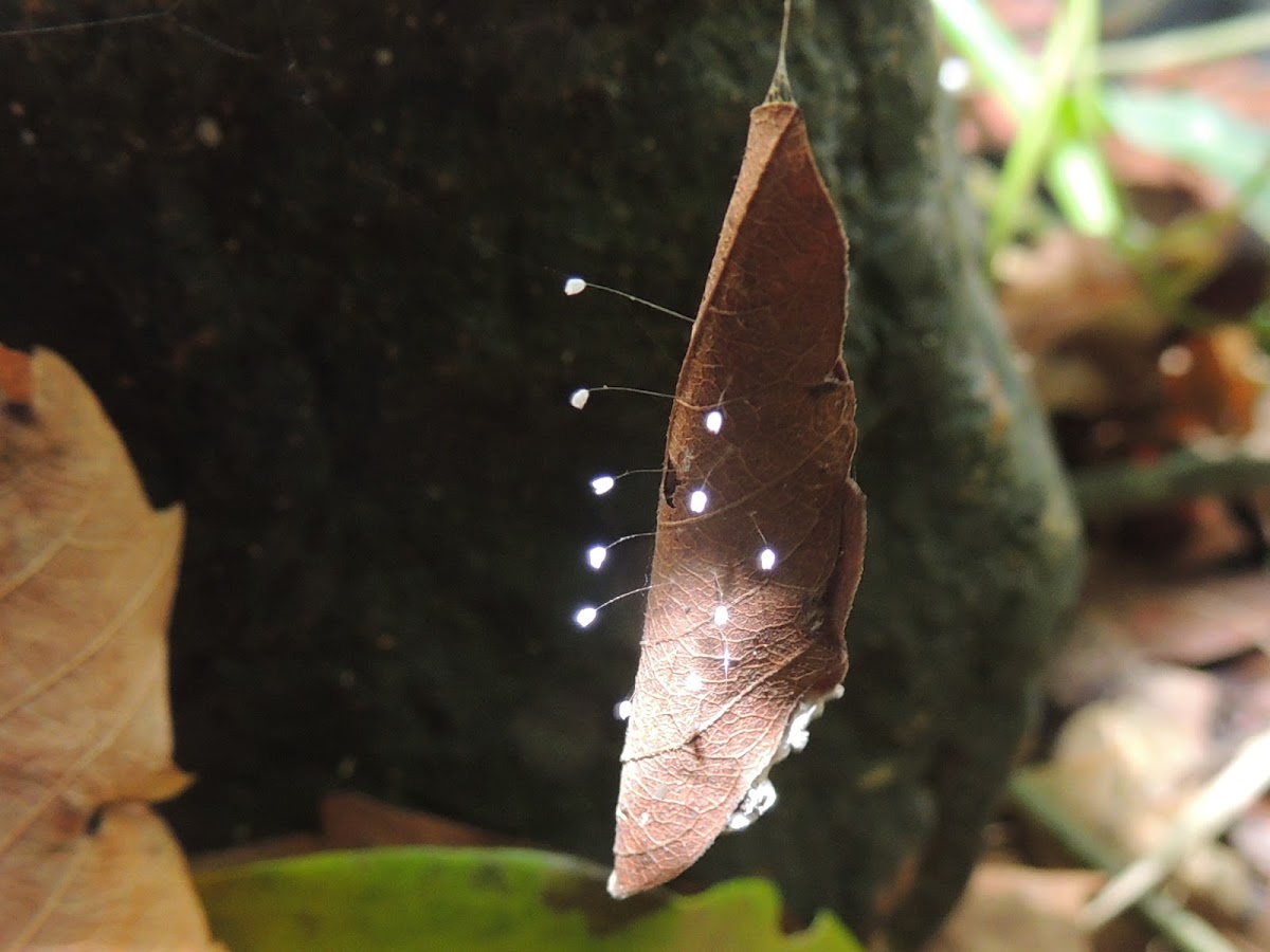 Lacewings' Eggs