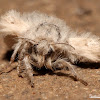 Western Tussock Moth