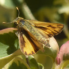 Fiery Skipper