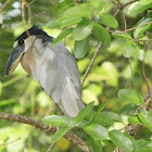 Boat-billed Heron