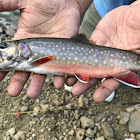 Brook Trout