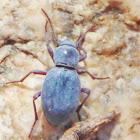 Darkling Beetle