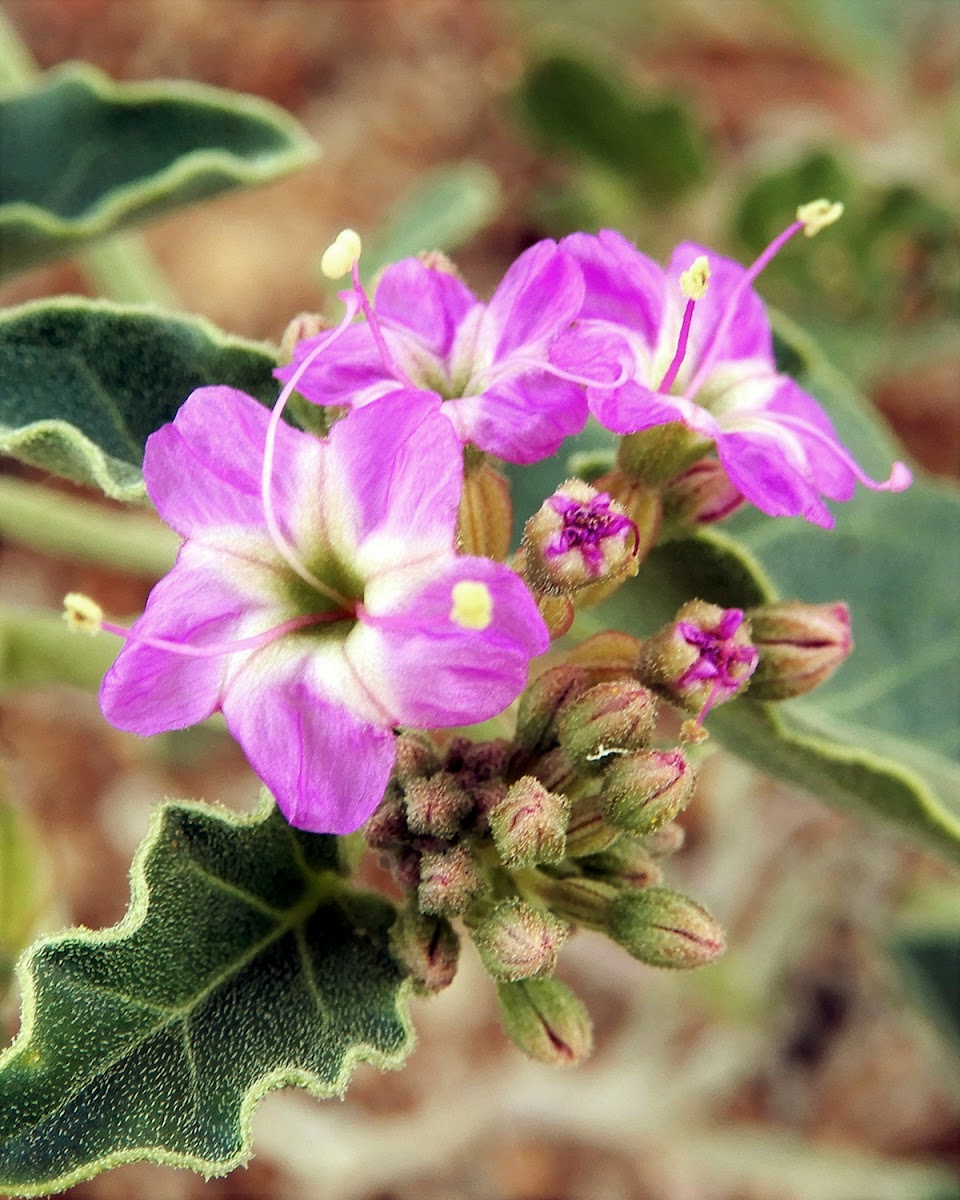 Desert Wishbone-Bush