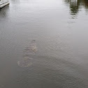 Florida manatee