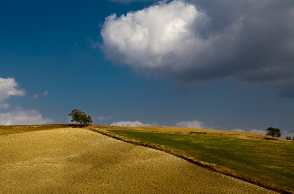 Maremma di tolmino