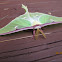 Luna moth