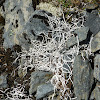 Whiteworm Lichen