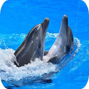 Dolphins Live Wallpaper