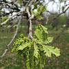 Bur Oak