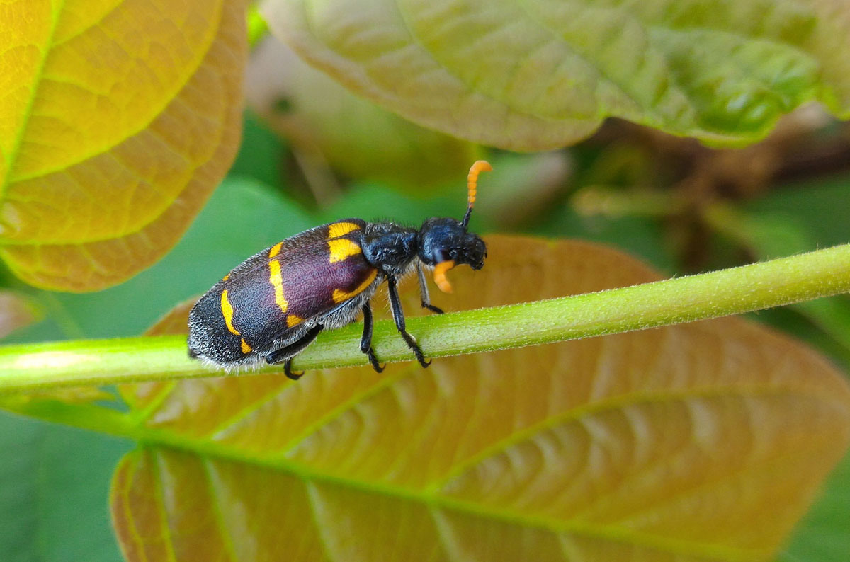 Blister Beetle