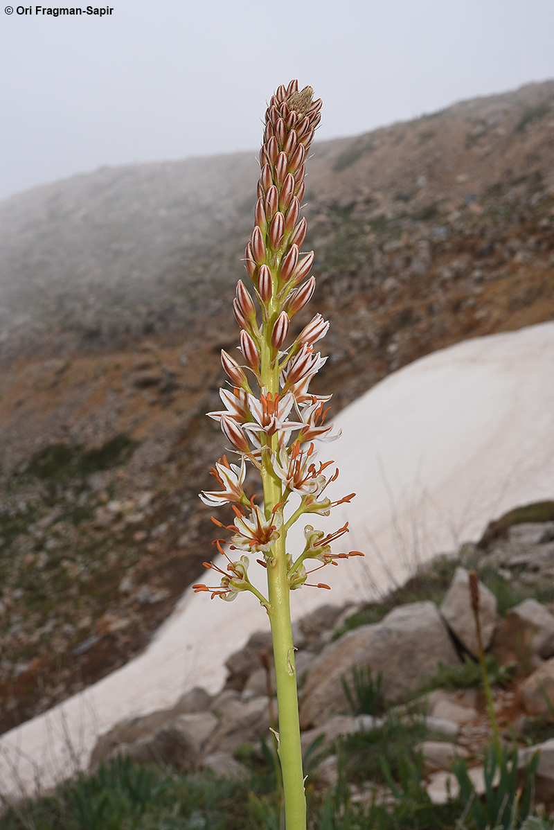 Spectacular Foxtail-lily