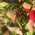 Green lynx spider