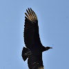 Black Vulture