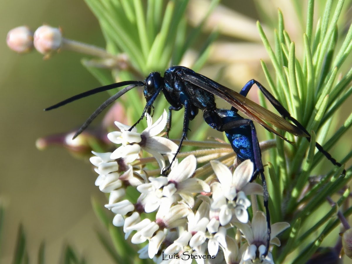 Tarantula hawk