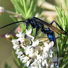 Tarantula hawk