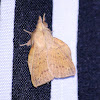 Common Gum Snout Moth