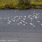 Black-headed Gull; Gaviota Reidora