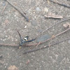 Mason Wasp