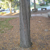 Honey Locust