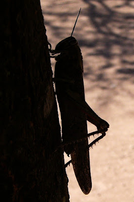 Sola e pensierosa di alberoblu