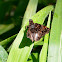 Cryptic skipper