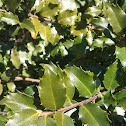 American Holly