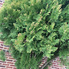 Arborvitae evergreen