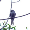 Ashy Drongo