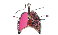Respiratory Organs