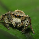 Rhene jumping spider