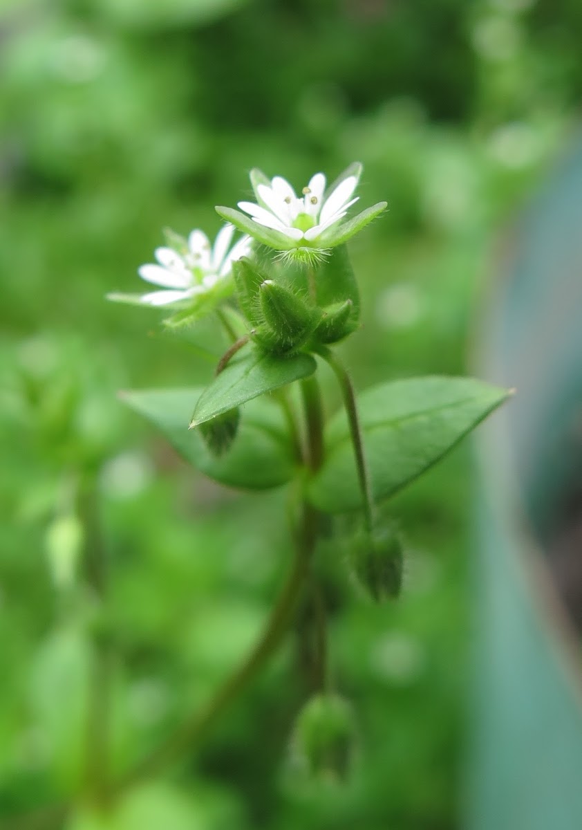 Common chickweed