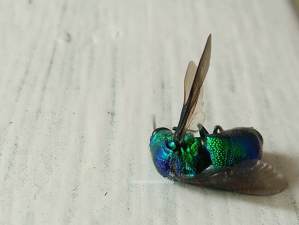 Cuckoo wasp