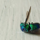 Cuckoo wasp