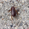 German Cockroach