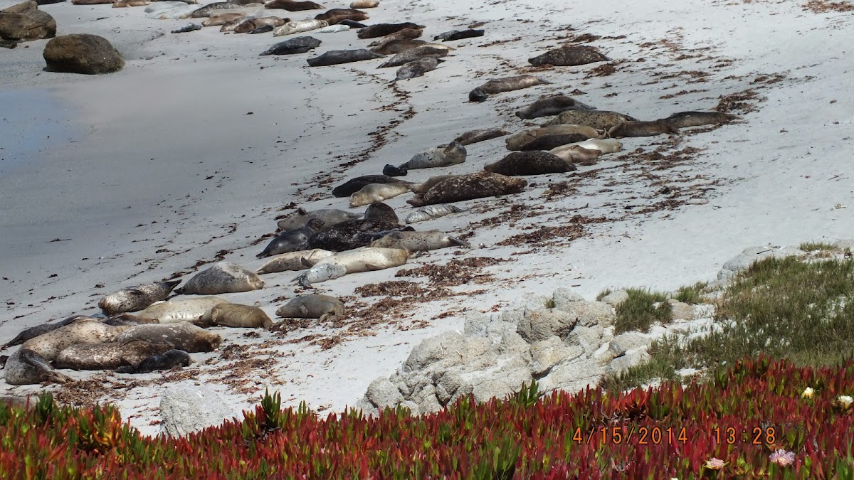 Harbor Seal