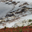 Harbor Seal