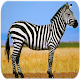 Download Zebra sounds For PC Windows and Mac 7.69.6